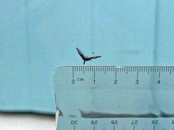 サムネイル 26枚目